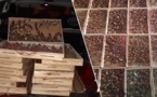 الجمارك تحبط محاولة تهريب 1680 من طيور الحسون بوجدة