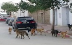 انتشار الكلاب الضالة في الشوارع يثير غضب الحسيميين وسط لامبالاة السلطات