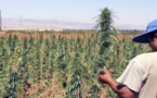 تقنين زراعة "الكيف"ّ والعفو عن مزارعيه.. الحكومة ستبدي رأيها الاربعاء المقبل