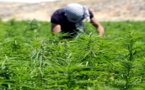 مجلس المستشارين يشرع في مناقشة قانون تقنين زراعة الكيف وقانون العفو العام عن المزارعين