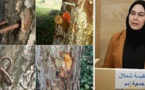 جمعية "أمم لحماية البيئة" تُحمّل مسؤولية إعدام "غابة الصنوبر" لهذه الجهات المعنية بالناظور
