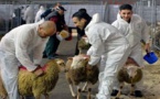 قضية "حظر ذبح أضاحي العيد" في بلجيكا.. المحكمة تصدر حكم جديد