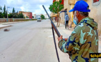 سلطات الناظور تشن حملة لإبادة الكلاب الضالة في المناطق الحضرية 
