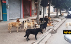 بسبب الحجر الصحي.. جحافل من الكلاب تجوب شوارع مدينة الناظور بحثا عن ما تقتات عليه