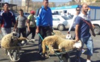 أطباء يضغطون على حكومة مليلية من أجل التراجع عن الترخيص لعيد الأضحى
