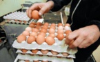منتجو البيض  يتكبّدون خسائر بمئات الملايين يوميا ومهنيون يؤكدون أن القطاع مهدد بالانهيار