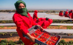 الخارجية تعلن عن موعد إعادة عاملات الفراولة  اللواتي يشتغلن بهويلفا