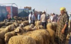 الدّرك يوقف شاحنة للمواشي تحمل عشرات "الكسّابة" بدون ترخيص بينهم خمسة مصابون بكورونا