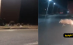 فيديو.. خنازير برية تتجول بأحد احياء جماعة رأس الماء
