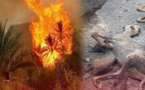 حريق مهول بواحة النخيل بـ "تيغمرت" يتسبب في نفوق مواشي ويستنفر سلطات كلميم