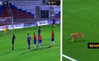 شاهدوا.. دخول قط لأرضية الملعب يمنع تنفيذ ضربة جزاء في مباراة المغرب التطواني والوداد