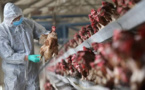 هولندا.. "إعدام" أزيد من 215 ألف دجاجة بسبب أنفلونزا الطيور