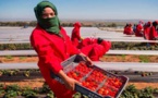 بعد أن تم تحديد الموعد.. مئات العاملات المغربيات في جني الفراولة يستعددن للسفر إلى إسبانيا