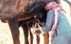 افتتاح أول مقهى متخصص في بيع "بول البعير" الطازج