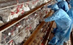  اكتشاف بؤرة "شديدة العدوى" لإنفلونزا الطيور 