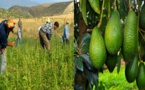 استراتيجية فلاحية جديدة بالمغرب.. تعويض زراعة "الكيف" بفاكهة "لافوكا" بالشمال