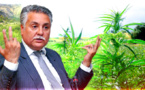 نبيل بن عبد الله: تقنين القنب الهندي سيستفيد منه البسطاء وهي خطوة جريئة من الدولة