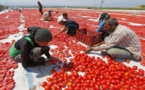 إسبانيا تطالب بتشديد الرقابة على الطماطم المغربية