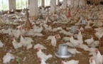تربية غير صحية للدجاج يؤدي إلى نفوق عدد كبير منها بأحد الضيعات بالعيون الشرقية