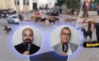 جمعوي ناظوري يقترح حلولا للقضاء على الكلاب الضالة ويناشد عامل الإقليم بالتدخل