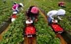 المغرب يشرع في استقبال العاملات في حقول الفراولة بإسبانيا