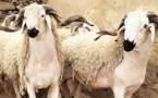 ارتفاع سعر العلف يهدد بارتفاع صاروخي في ثمن الأضاحي 