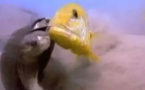 بالفيديو.. سمكتان تعاقبان سلحفاة ضخمة بالضرب المبرح دفاعاً عن بيضهما