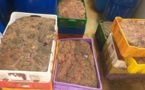 حجز مواد غذائية فاسدة تُستعمل في تحضير الكاشير ببركان