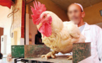 تزامنا مع ذكرى المولد النبوي.. رتفاع أسعار الدواجن بشكل غير مسبوق