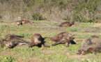 لقتل خنازير الناظور.. الوزارة المعنية  تبرمج 1600 عملية إحاشة