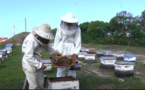 معاناة مربي النحل والجفاف يستنفران رابطة المقاولين 