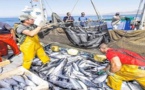 المغرب صدر 778  ألف طن من الأسماك والمنتجات البحرية خلال سنة واحدة وهذه قيمة الأرباح المالية