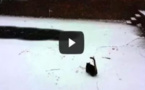 بالفيديو: قطة تطارد الثلج ظناً أنه فأر