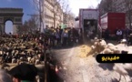 شاهدوا.. الأغنام والحمير تغزو أشهر شارع في أوروبا