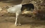 بالفيديو.. خروف مولود بساقين فقط ويمشي بشكل طبيعي