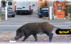 شاهدوا.. الخنزير البري يتجول بكل حرية في المدار الحضري لبني أنصار