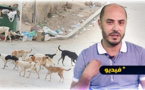 أزواغ: كلاب الشارع تتوافد على الناظور من الجماعات المجاورة والتعقيم يتطلب 500 درهم لكل كلب 