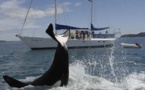 حيتان الأوركا القاتلة تهاجم المهاجرين السريين بمياه الناظور والحسيمة 