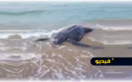 شاهدوا.. سلحفاة سوداء ضخمة تعلق في شواطئ الناظور