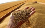 تراجع سعر القمح والذرة في السوق العالمية.. هل سيأثر ذلك على الأسعار بالمغرب؟