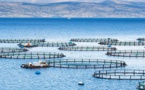 شركة تخطط لبناء أكبر مزرعة للأسماك في المغرب