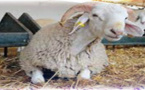 وزارة الفلاحة  تطمئن المغاربة و تؤكد أن أسعار الأغنام هي نفسها التي كانت خلال السنة الفارطة