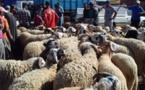 ارتفاع أسعار الأضاحي بالناظور يصل إلى البرلمان