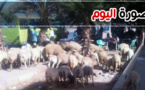 صورة اليوم : القطيع يقتات على المساحات الخضراء ببني أنصار بلا مانع ولا رادع
