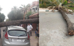 شاهدوا.. سقوط نخلة يودي بحياة حارس أمن