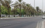 عريضة تطالب بتوقيف غرس النخيل بالمدن المغربية
