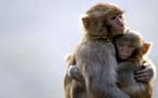 تفاديا للوصم والتهجم على حيوانات.. منظمة الصحة تدعو إلى اقتراح أسماء بديلة لجدري القردة