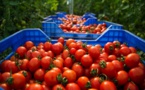 موقع إسباني: المغرب أول مصدر للطماطم بإسبانيا