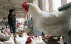 استمرار ارتفاع أسعار الدجاج بالاسواق المغربية