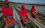إسبانيا تفتح الباب لاستقدام عاملات حقول الفراولة المغربيات